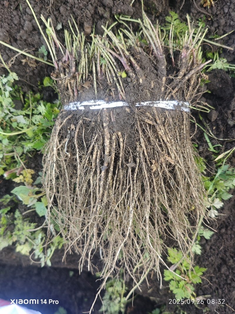 岷县当归种苗自有基地价钱实惠保质保量只批发