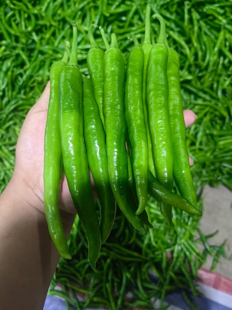 广东线椒，河南线椒，青椒，3号7号4号，大量现货供应