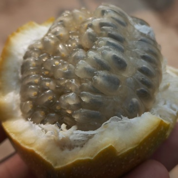 西双版纳热情果