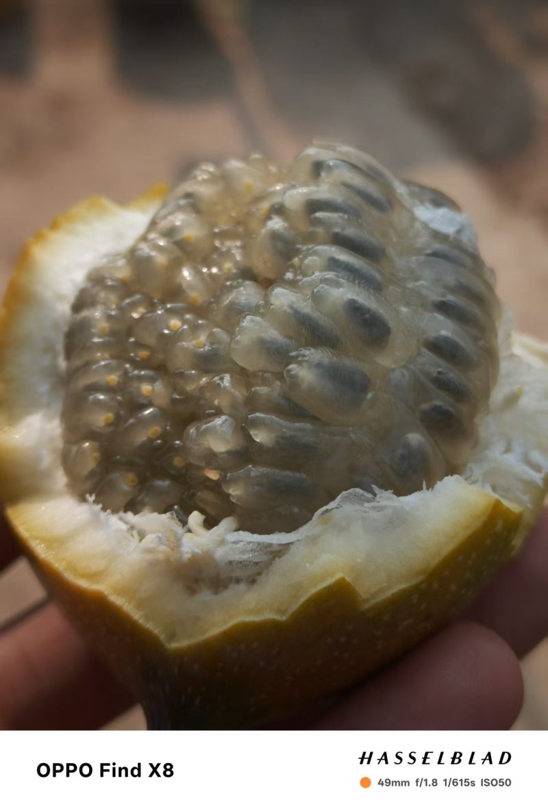 西双版纳热情果