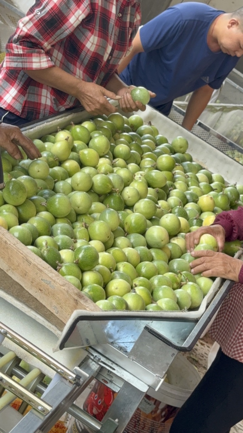 钦蜜9号黄金百香果