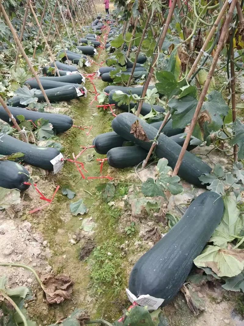 墨玉黑皮冬瓜种子耐贮运耐肥水丰产稳产肉质细密大田专用