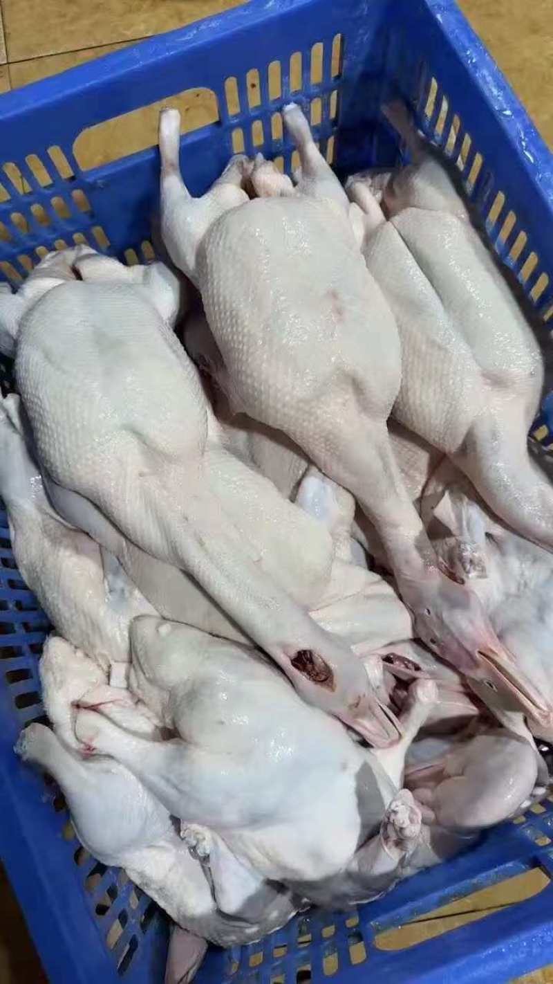 贵州散养鸭，现杀现发真空包装，全国渠道发货