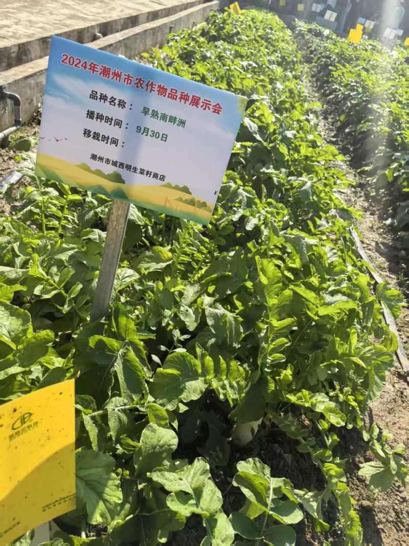 明生菜籽南洲快大迟萝卜70-80天