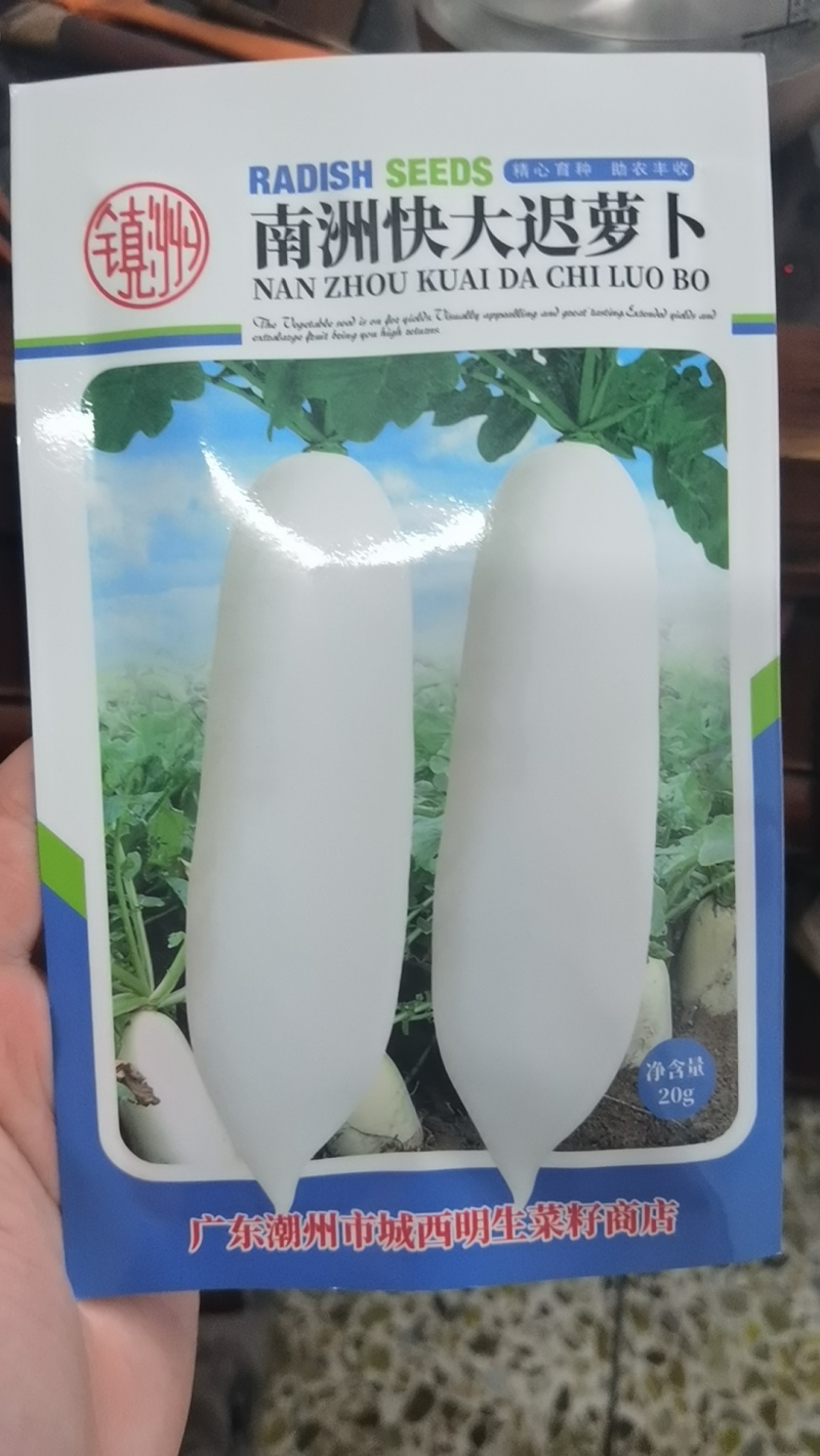 明生菜籽南洲快大迟萝卜70-80天