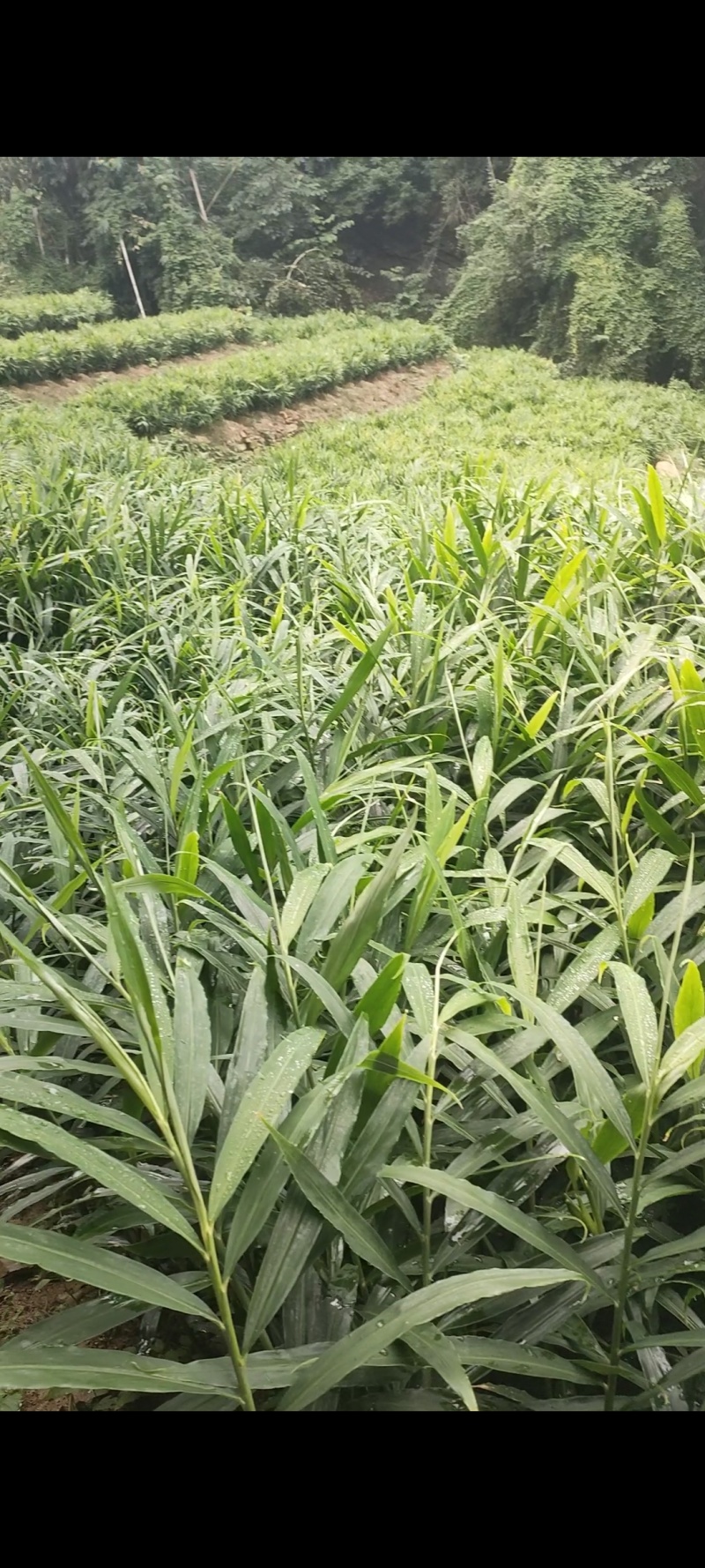 贵州安顺关岭精品二黄姜一手货