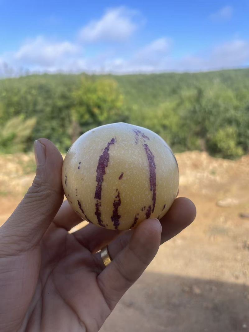 产地严选树熟人参果，水果界的灌汤包