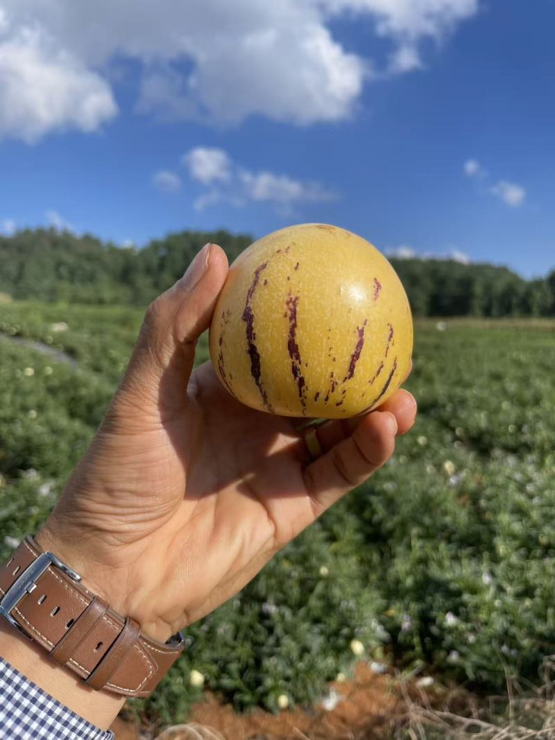 产地严选树熟人参果，水果界的灌汤包