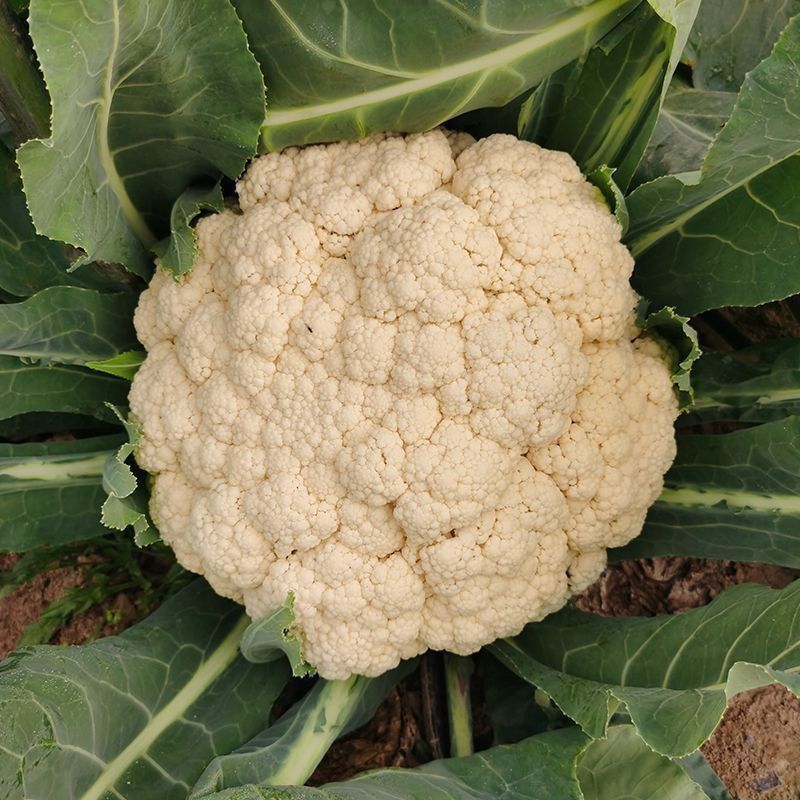 白玉108花菜种子新鲜晚熟耐寒菜花青梗松花菜半直立越冬