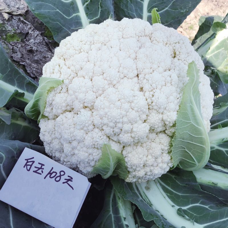 白玉108花菜种子新鲜晚熟耐寒菜花青梗松花菜半直立越冬
