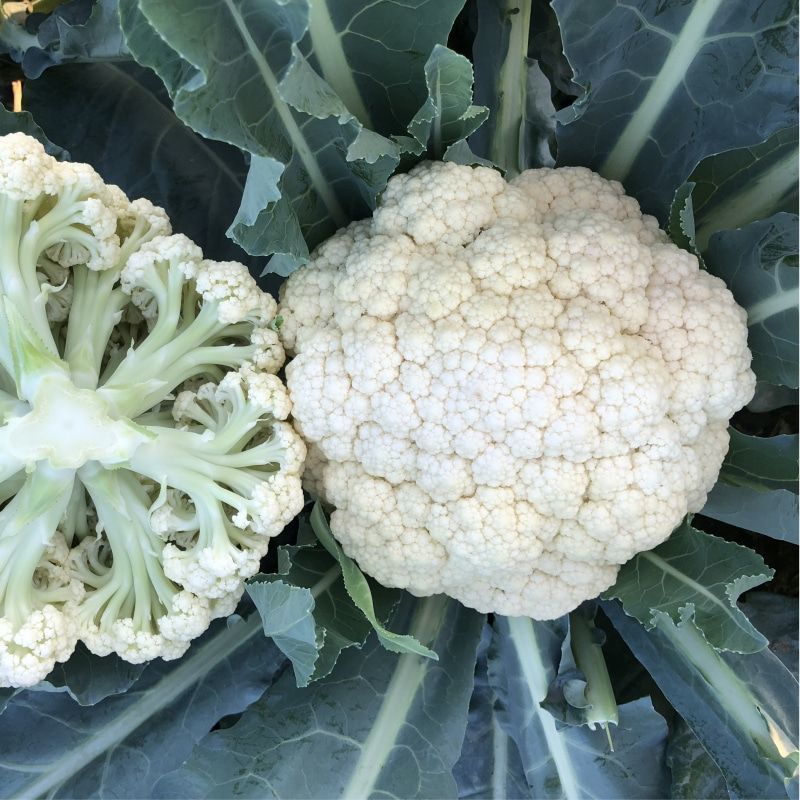 白玉108花菜种子新鲜晚熟耐寒菜花青梗松花菜半直立越冬
