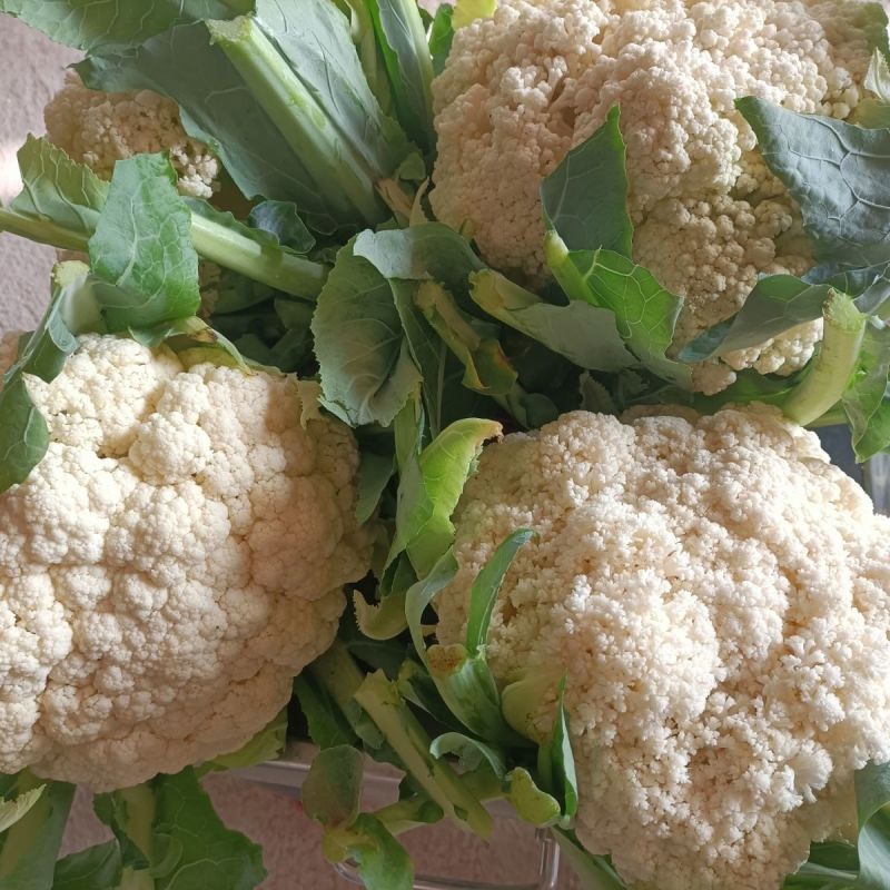 白玉108花菜种子新鲜晚熟耐寒菜花青梗松花菜半直立越冬