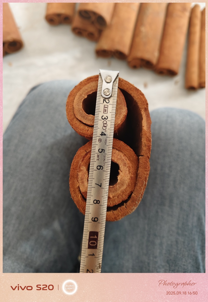 双卷桂，送礼，摆件