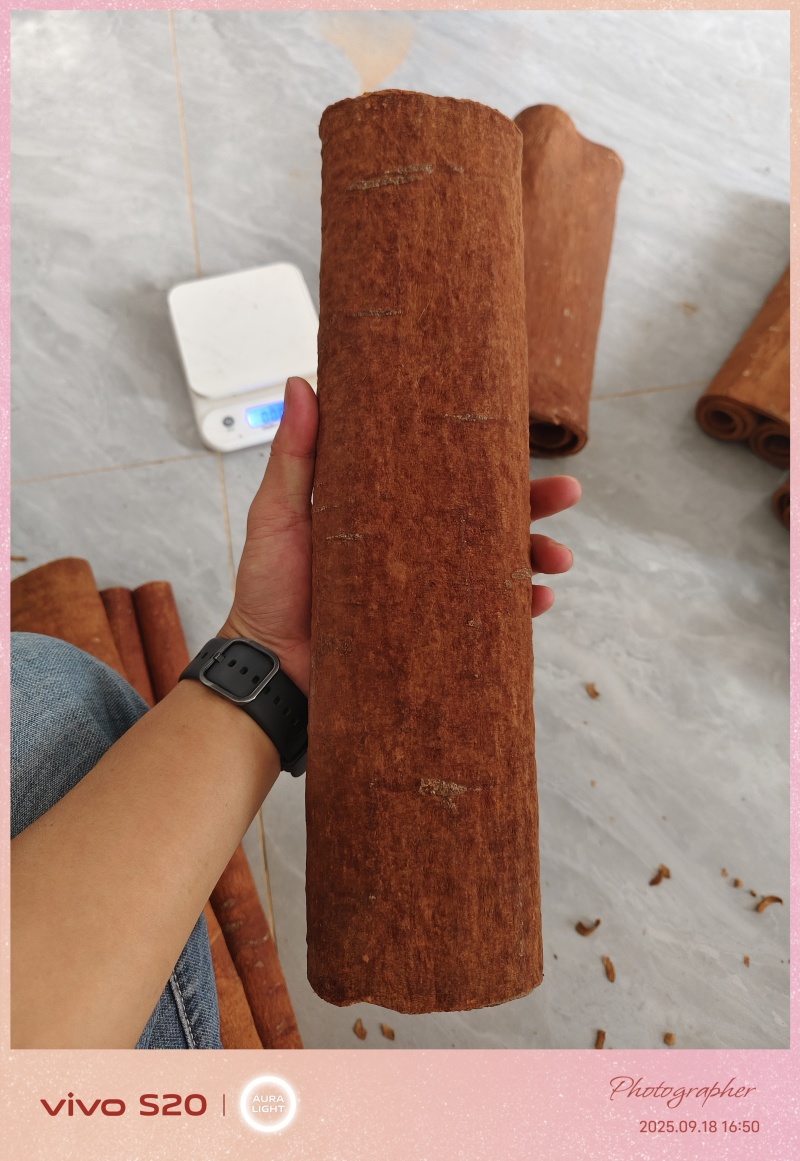 双卷桂，送礼，摆件
