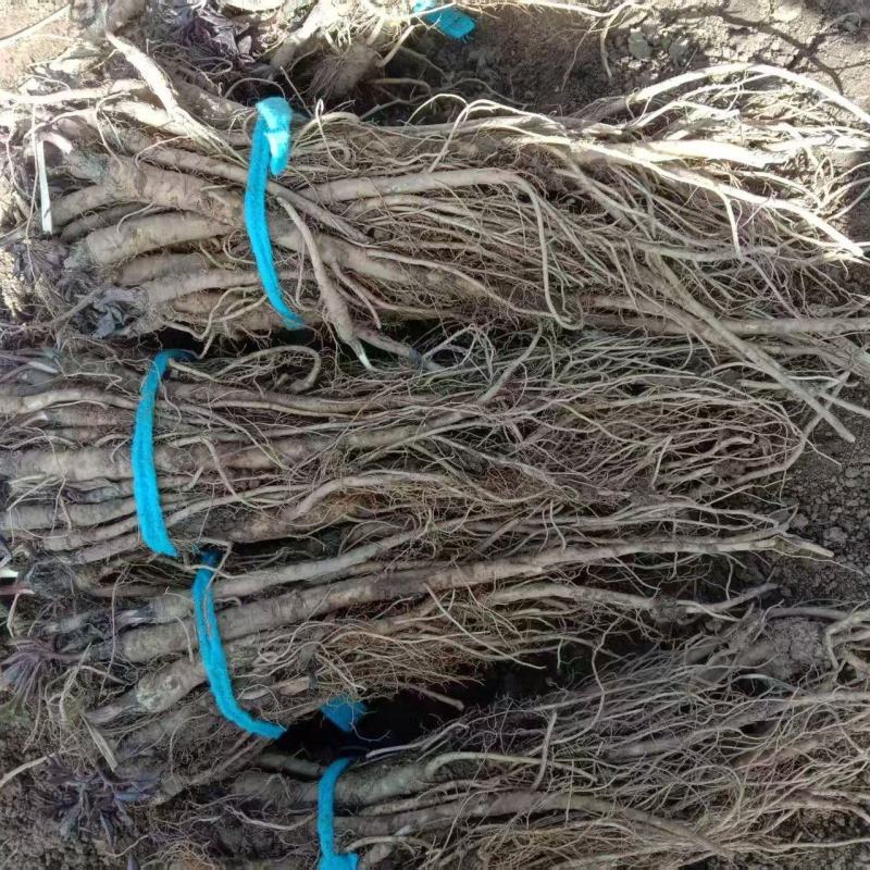 独活种苗大量出售，产地直发，成活率高，独活