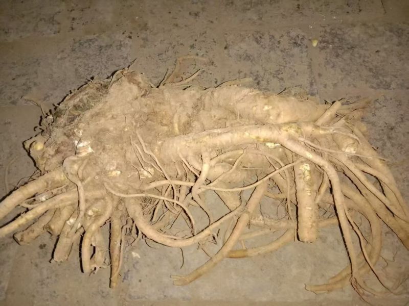 独活种苗大量出售，产地直发，成活率高，独活