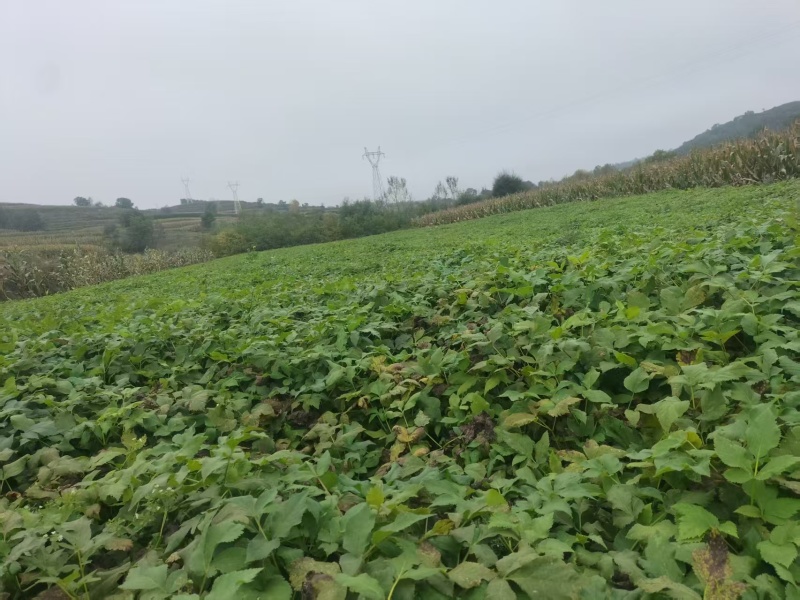 独活种苗大量出售，产地直发，成活率高，独活