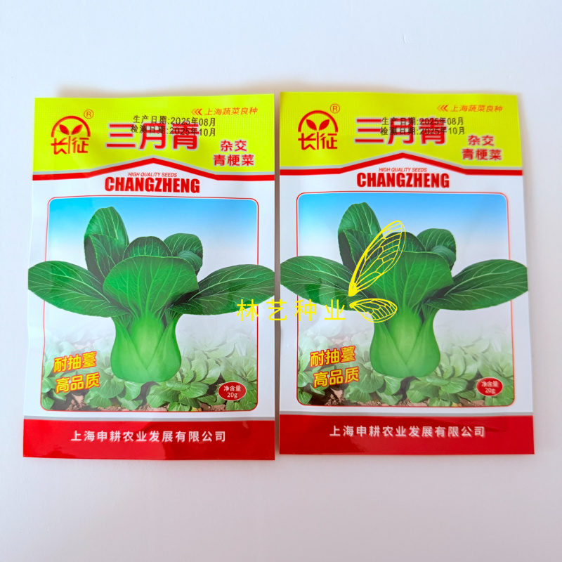 长征三月青青梗菜种子叶深绿叶柄绿色宽厚品质甜脆清香耐低温