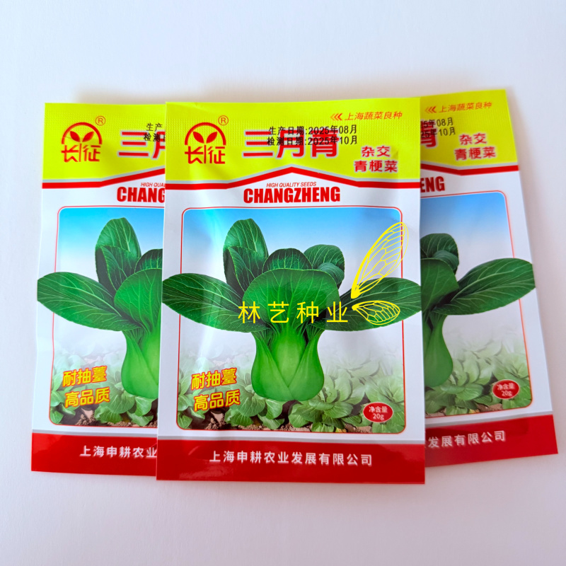 长征三月青青梗菜种子叶深绿叶柄绿色宽厚品质甜脆清香耐低温