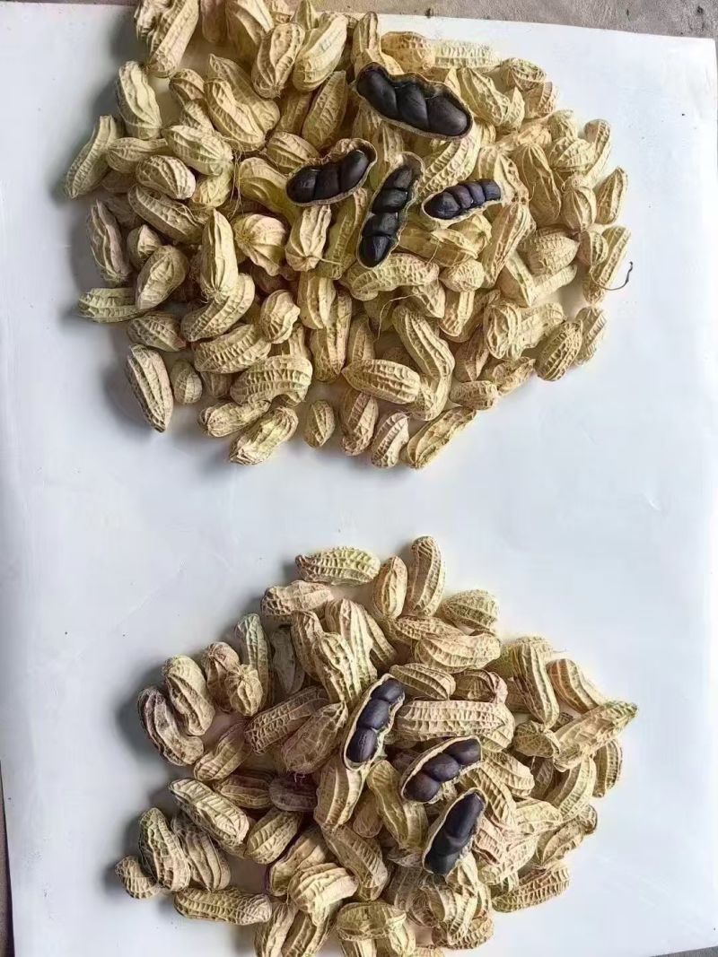 云南富硒带壳黑花生干货云南产地直发，全国发货，欢迎下单
