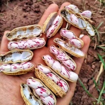 云南七彩花生牛奶花生大量上市，货源地直发，量大价格从优，