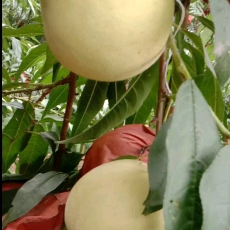 冬桃
