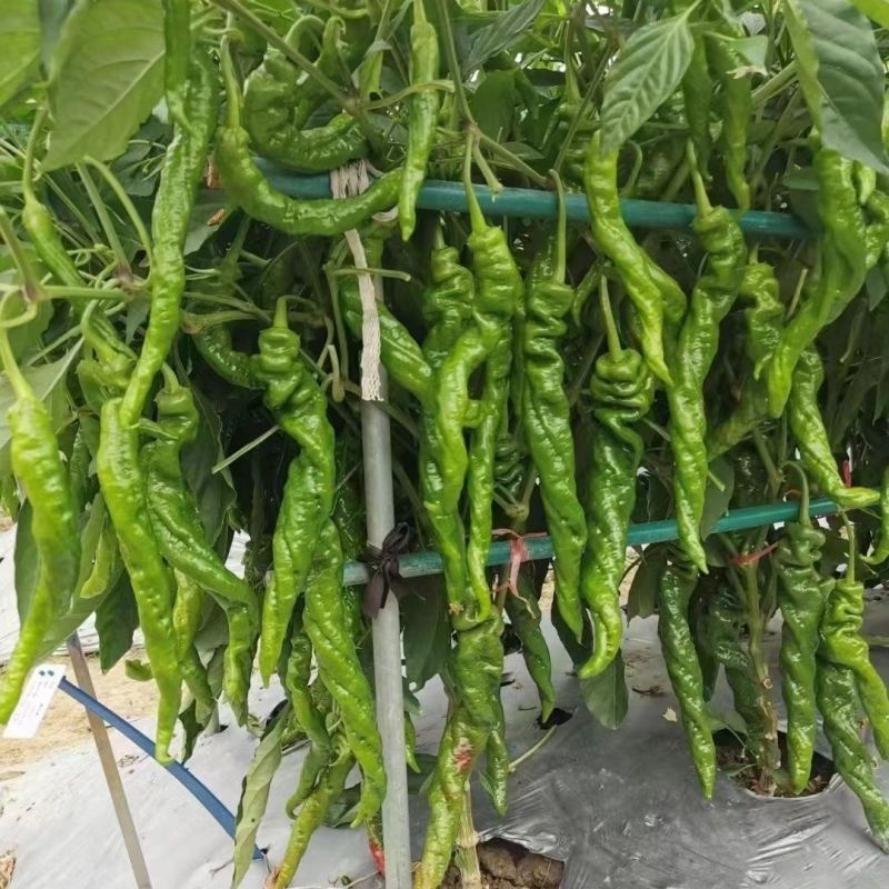 鲜螺7000大果螺丝椒种子果肩褶皱明显螺旋度好膨果快