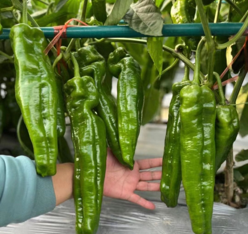 砀研900大果粗长牛角椒子早熟高产抗病微辣口感好膨果快