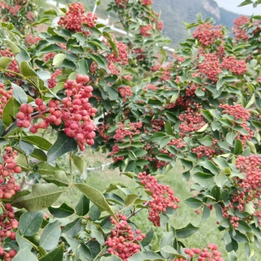 富平花椒