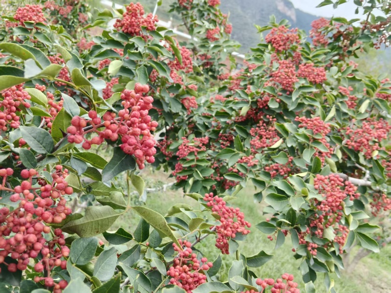 富平花椒