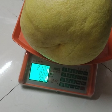泰柚