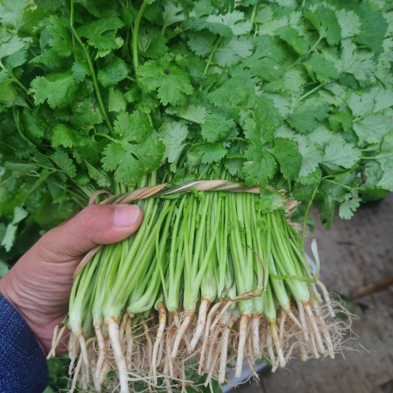 香菜