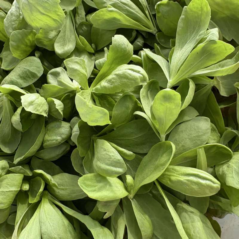 常年出售精品大叶茼蒿