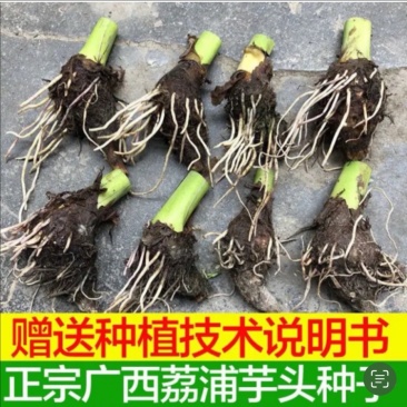 广西正宗荔浦芋头种子
