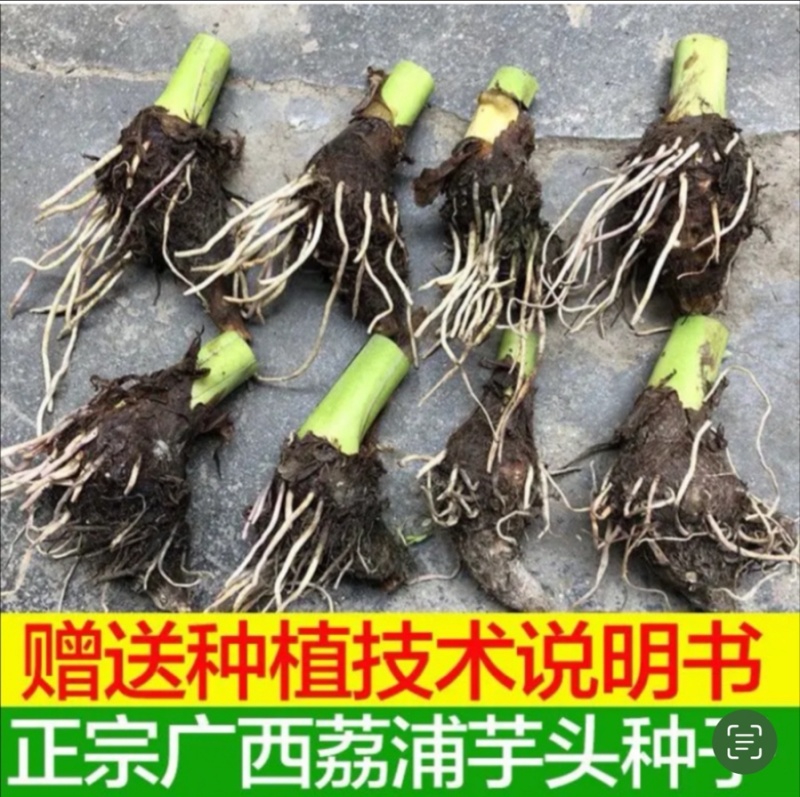 广西正宗荔浦芋头种子