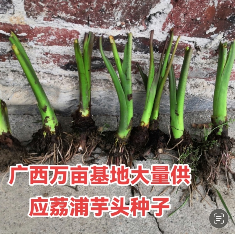 广西正宗荔浦芋头种子