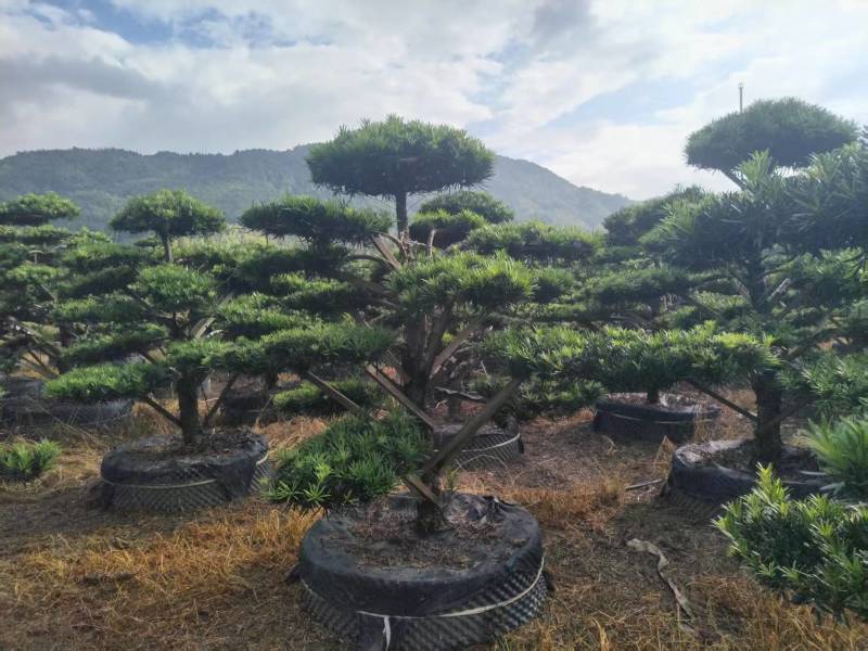 矮桩1米—1.5米高度精品带飘罗汉松