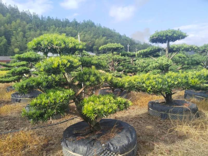 矮桩1米—1.5米高度精品带飘罗汉松