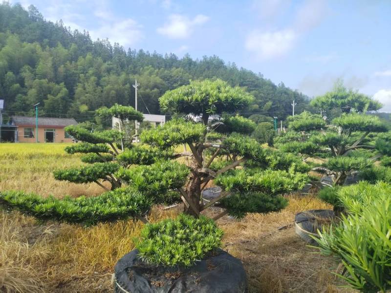 矮桩1米—1.5米高度精品带飘罗汉松