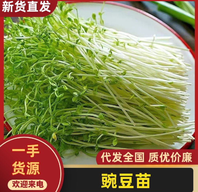 豌豆苗