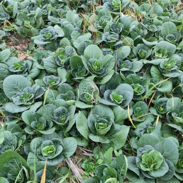 小黑菜，矮脚菜，上海青，小堂菜，小青菜，精黑矮脚菜