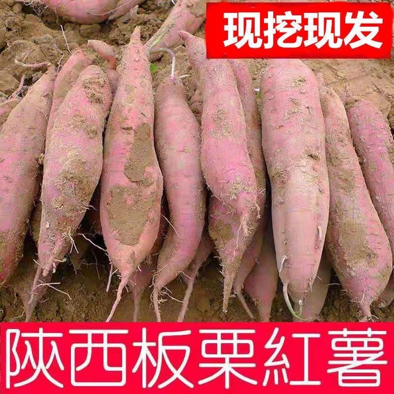 秦薯，板栗红薯，济薯26，西瓜红大量供应