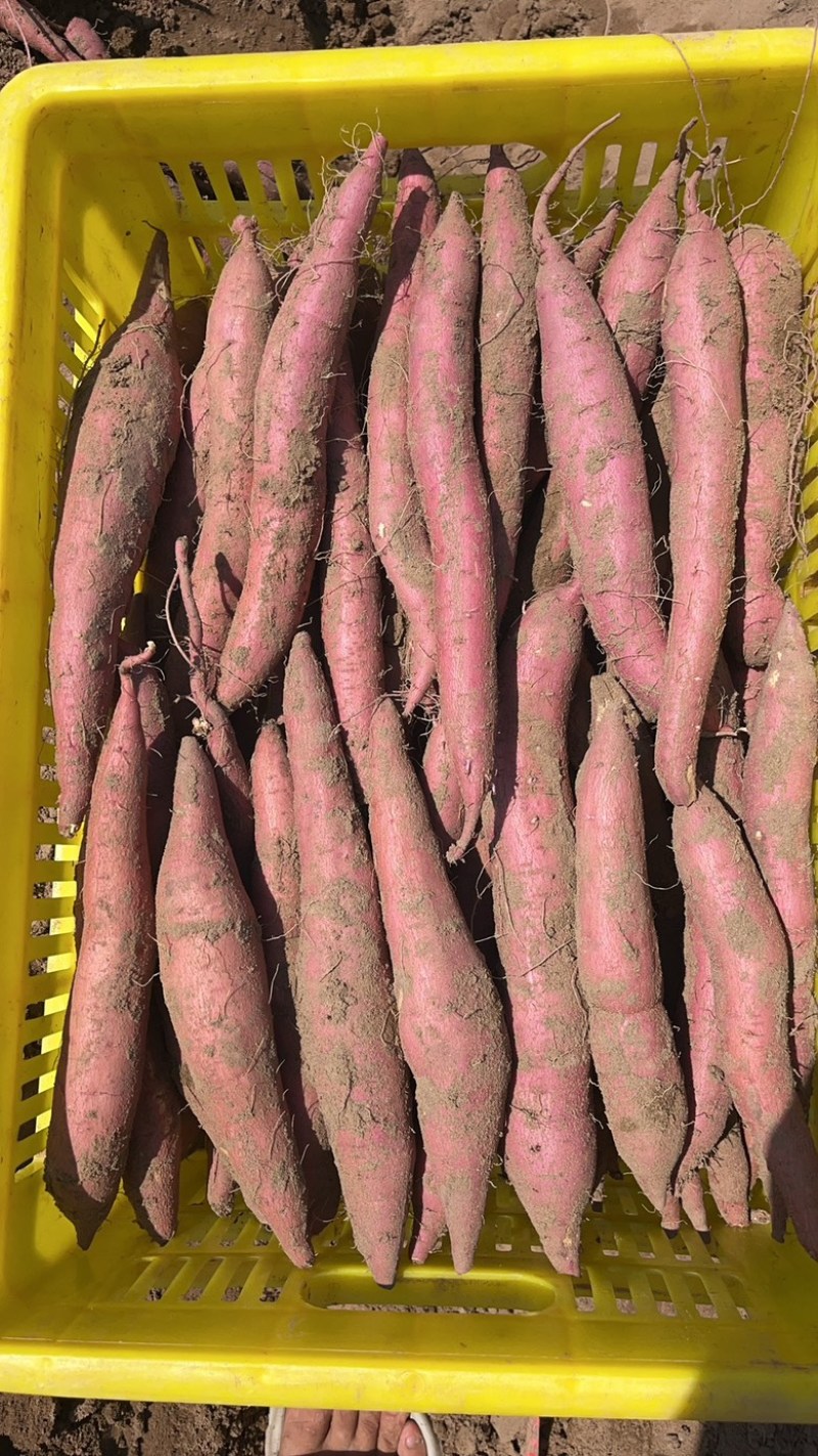 秦薯，板栗红薯，济薯26，西瓜红大量供应