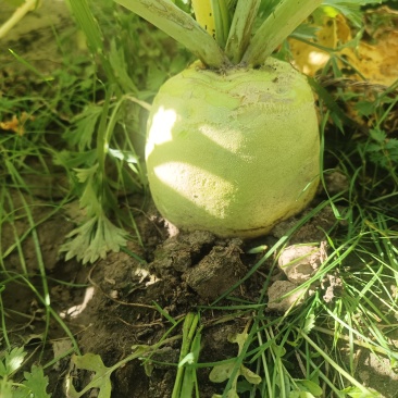 芥菜批发。约两万斤。便宜出。要的速度联系。没有多就这些！