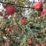 甘肃靖远冰糖心红富士苹果
