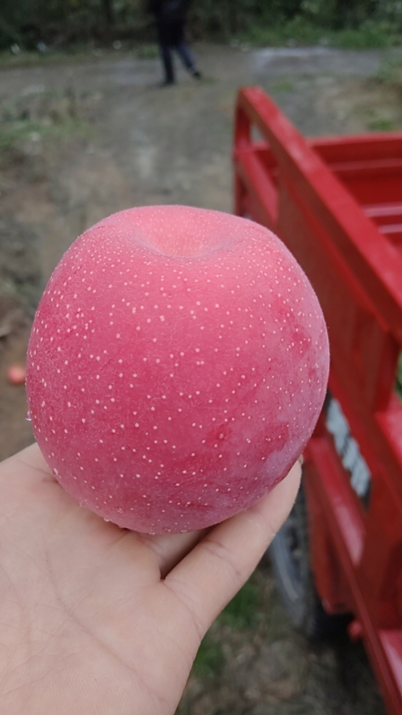 天水高山红富士苹果大量上市，货源充足