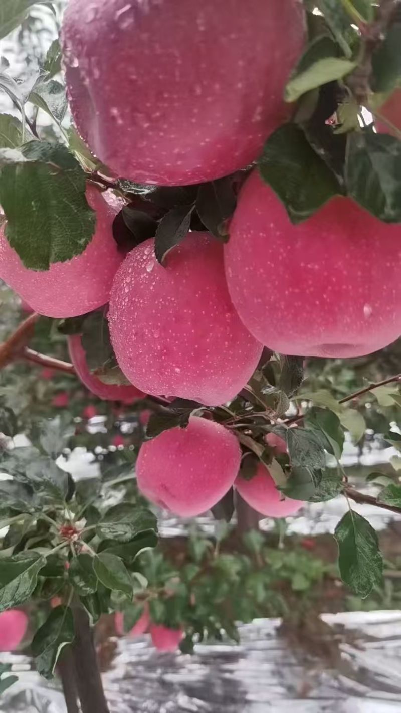 天水高山红富士苹果大量上市，货源充足