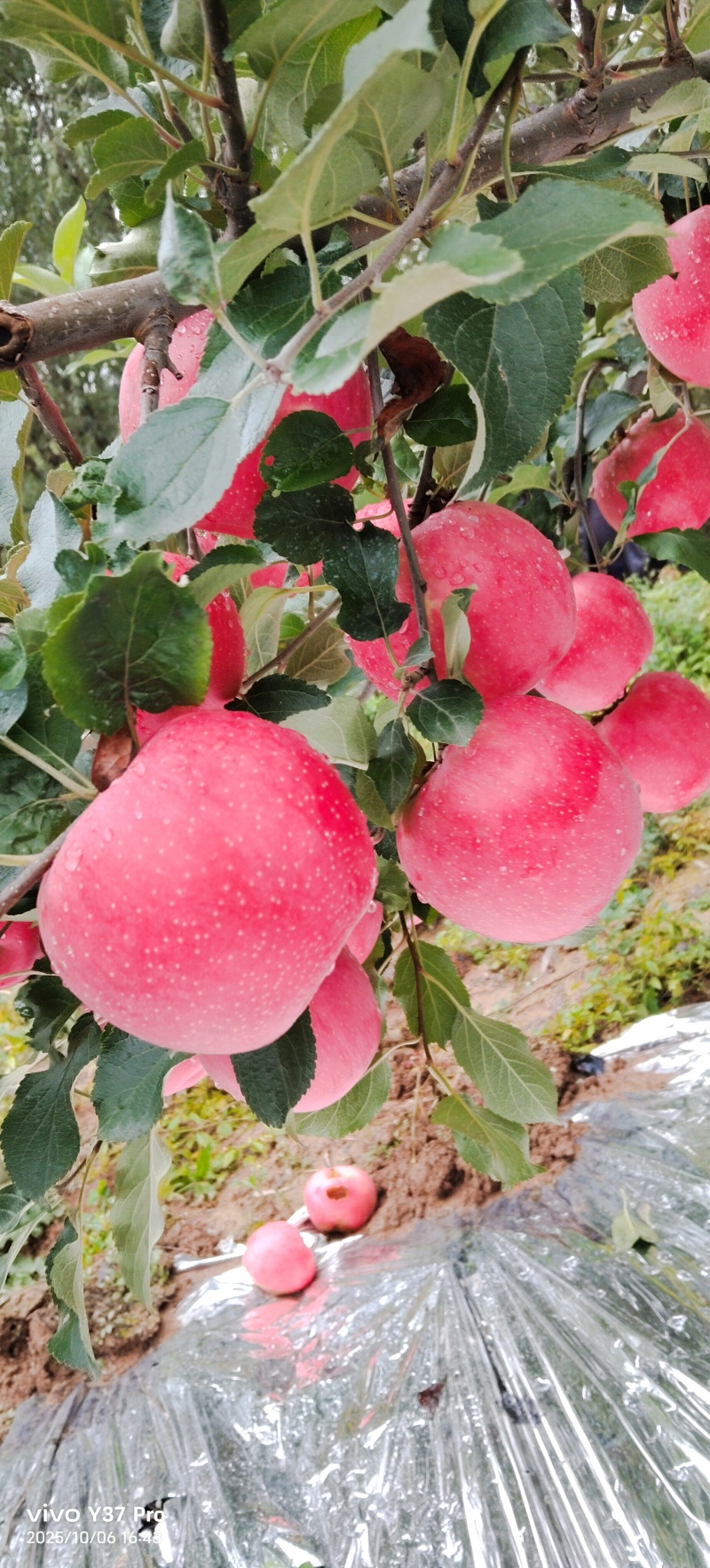 天水高山红富士苹果大量上市，货源充足