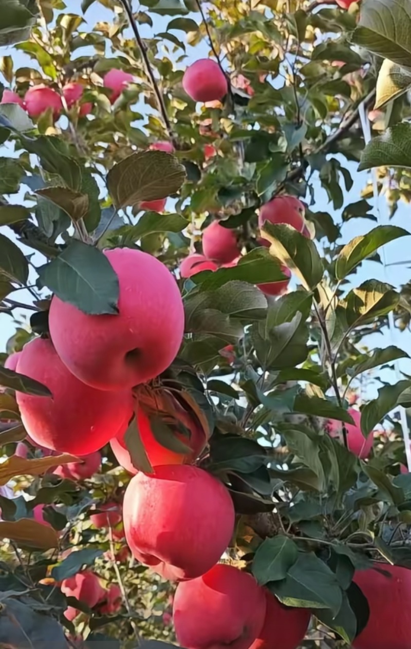 甘肃红富士苹果
