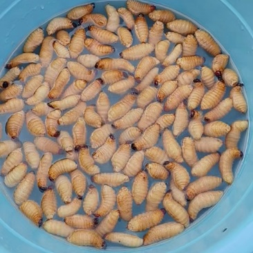 鲜活竹虫